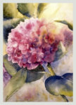 Hortensia