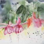 Fleurs - Trio de Fushias - 20x30