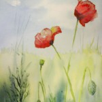 Fleurs - Coquelicots